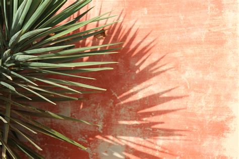 Comment entretenir le Yucca plante en extérieur Vivons Maison