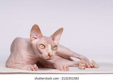 Cute Cat Breed Sphinx Lying On Stock Photo 2135753107 Shutterstock