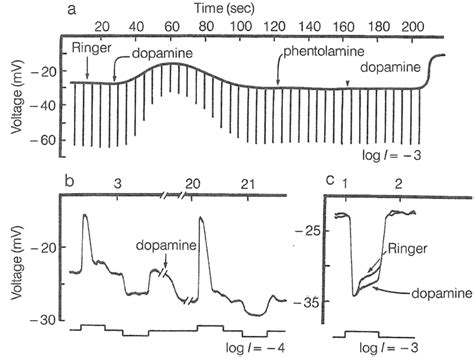 effects  dopamine  intracellularly recorded responses