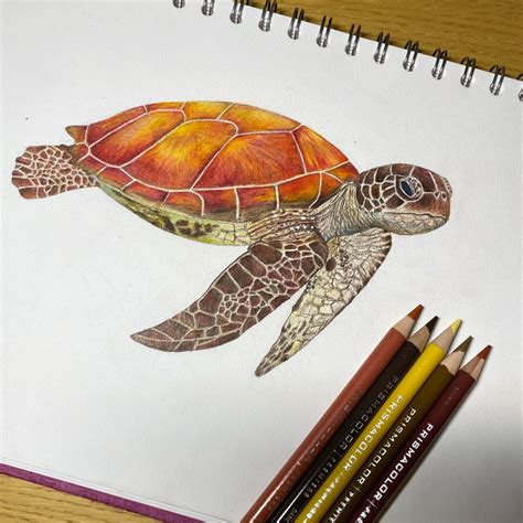 Sea Turtle In Colour Turtle Drawing Turtle Sketch Tortoise Drawing