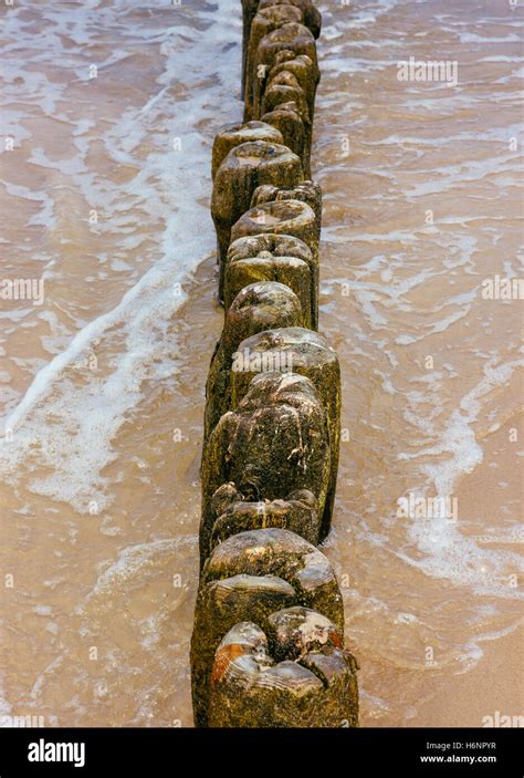 The Poles Of A Wooden Breakwater Construction In The Sea Stock Photo