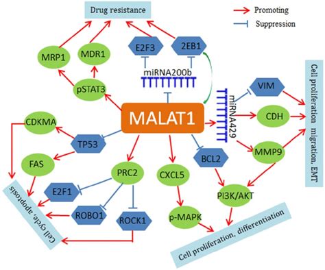 Regulatory Network Of Malat In Lung Cancer Malat Regulates Fas And