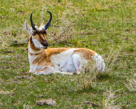 YELLOWSTONE NATIONAL PARK-WILDLIFE - Rollie Waters Photography