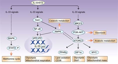 Frontiers Interleukin 33 Metabolic Checkpoints Metabolic Processes