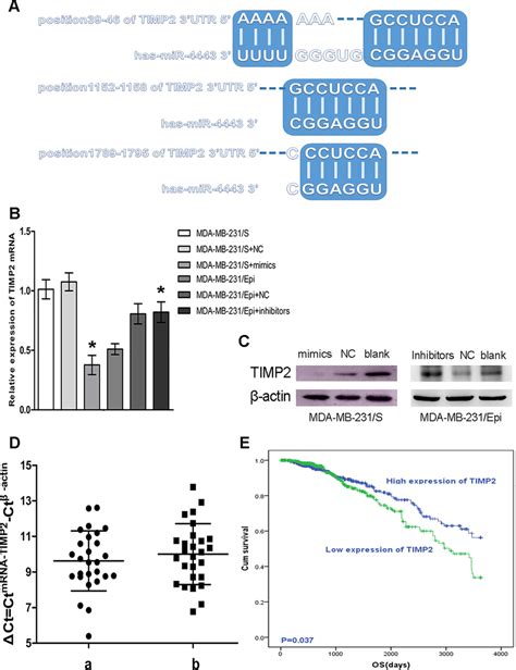 Relationship Between TIMP2 And MiR 4443 With Survival A