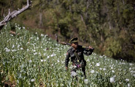 Myanmar rebels, villagers destroy poppy crops