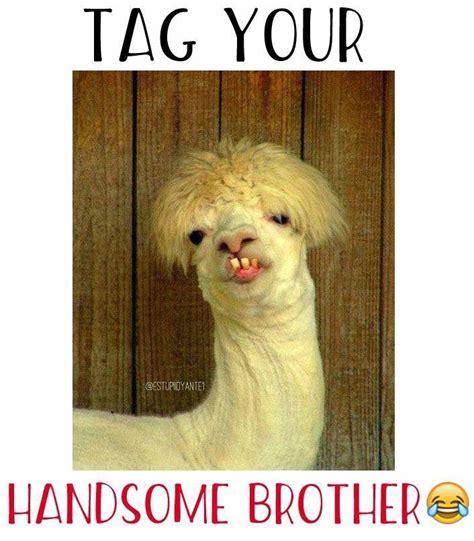 funny brother memes artofit