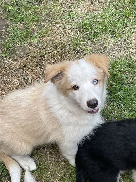 Piesek Border Collie Ee Red Gotowy Do Odbioru Badania Genetyczne