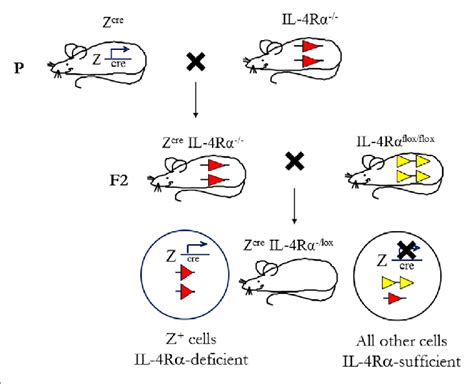 | Mouse breeding strategy to create cell-specific interleukin-4 ...