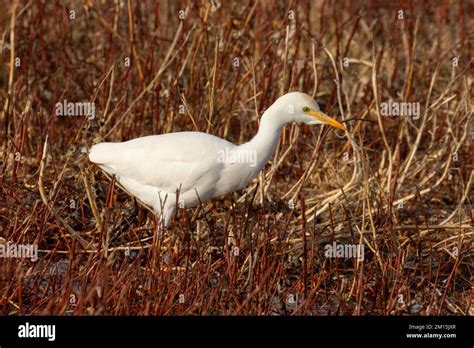 Cattle Egret Bubulcus Ibis Colusa National Wildlife Refuge