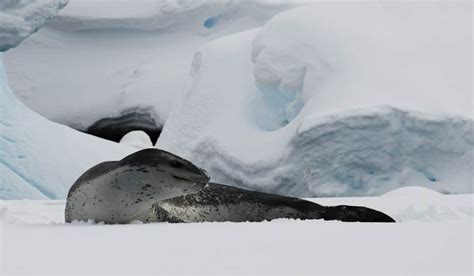 Spirit Of Antarctica On Board The Purpose Built Expedition Ship Greg