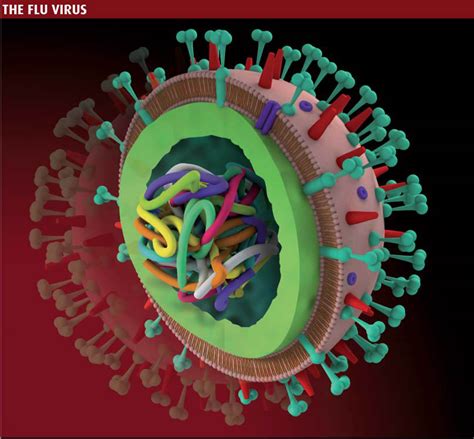 Mutaciones Causan Nuevos Tipos De Influenza