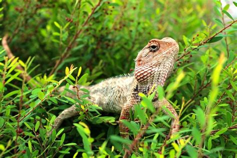 Premium Photo Indian Garden Lizard With Spiny Back