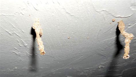 Termite Ceiling Damage And Signs Of Termites In Roof Pest Aid