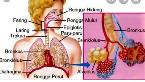 Gangguan Atau Penyakit Pada Sistem Pernapasan Manusia