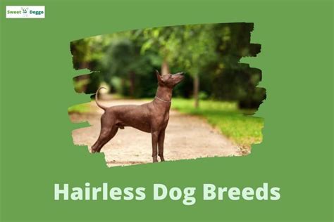 What Are The Breeds Of Hairless Dogs? | Sweet Doggo