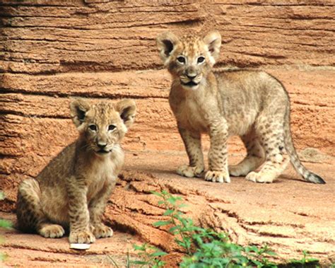 Lion Cubs at the Riverbanks Zoo - ZooBorns