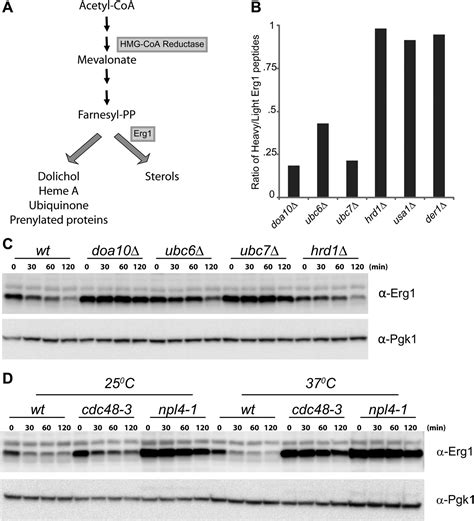 Figures And Data In Sterol Homeostasis Requires Regulated Degradation