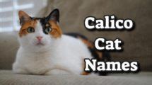 200+ Best Calico Cat Names With Meanings - Petmoo