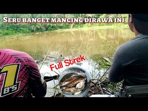 MANCING DI RAWA SEPERTI INI TERNYATA SARANGNYA IKAN Fishingrimbo3278