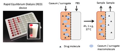 An In Vitro Caseum Binding Assay That Predicts Drug Penetration In Tuberculosis Lesions