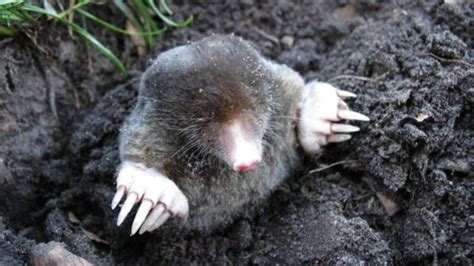 The Connection Between Moisture and Mole Habitats