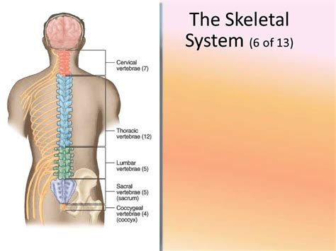 Chapter 5 The Human Body Updated 5 13 With Narration) - YouTube