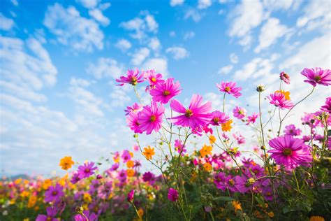 Download Close-up Summer Pink Flower Flower Nature Cosmos 4k Ultra HD ...