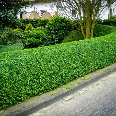 California Privet For Sale The Tree Center™