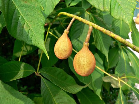 NameThatPlant.net: Aesculus parviflora
