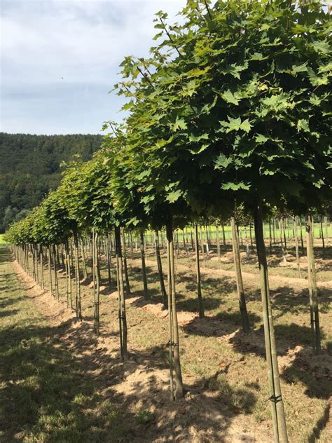 Acer Platanoides Globosum Kugel S Ule H Nge Dachform