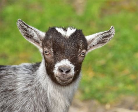 Goat Pygmy Goats Kid Free Photo On Pixabay Pixabay