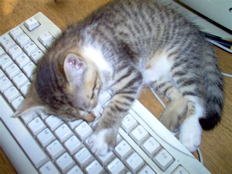 Free Gato en un teclado. Cat on a keyboard Stock Photo - FreeImages.com