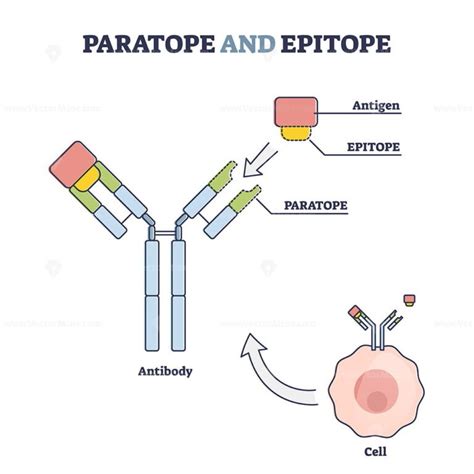 Paratope and epitope antibody binding with foreign body outline diagram ...