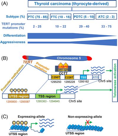 Telomerase Reverse Transcriptase TERT Promoter Mutations And