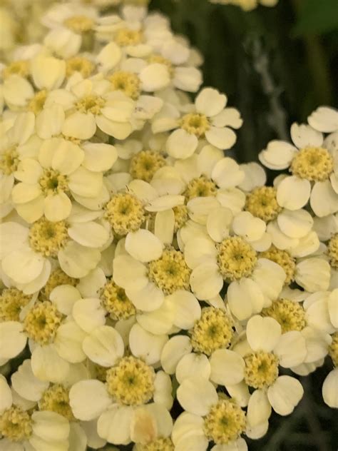 Achillea Lewisii King Edward Agm Darcy And Everest