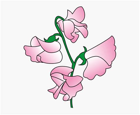 Sweet Pea Flower Clip Art Hd Png Download Kindpng