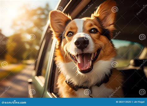 Dog Riding In Car And Looking Out From Car Window Ai Generated Stock