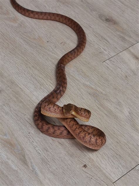 Mildly Venomous Snakes Archives | Snake Rescue Sunshine Coast