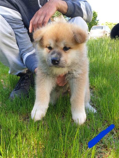 Cuccioli Akita Inu Cani In Vendita A Ancona Marche