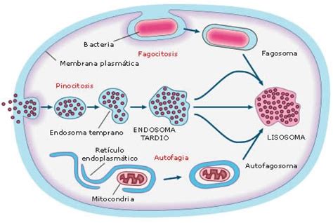 Biologia II Digestión Intracelular