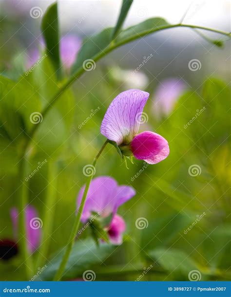 Flor Da Ervilha De Borboleta Imagem De Stock Imagem De Flores Marcos