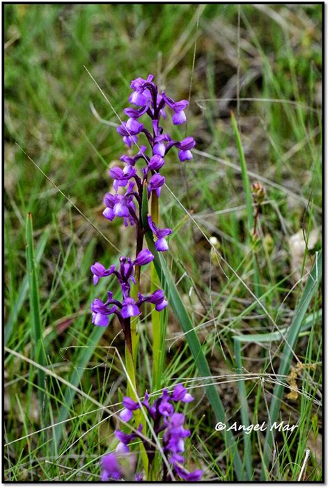 Orqu Deas Blog De Angel Mar Herorchis Morio Y Champagneuxii