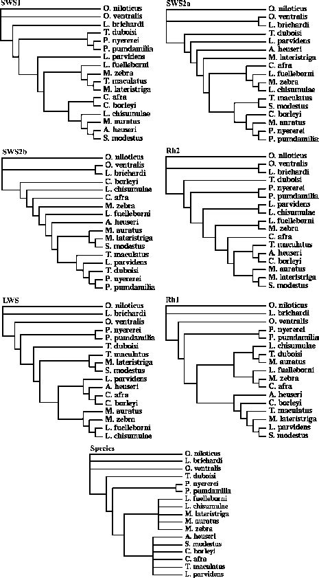 Unrooted Neighbor Joining Tree Topologies Were Generated Based On