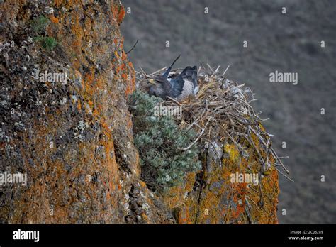 Geranoaetus Melanoleucus Australis Banque De Photographies Et Dimages