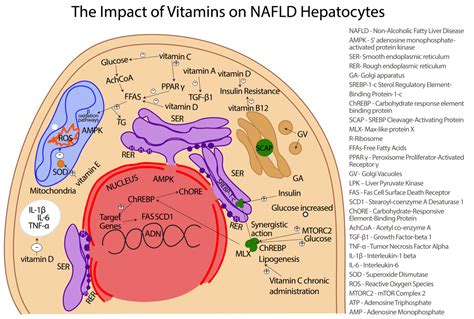 Antioxidants Free Full Text The Effect Of Bioactive Aliment