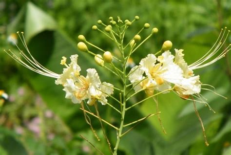 Caesalpinia Pulcherrima Var White White Dwarf Poinciana Pride Of