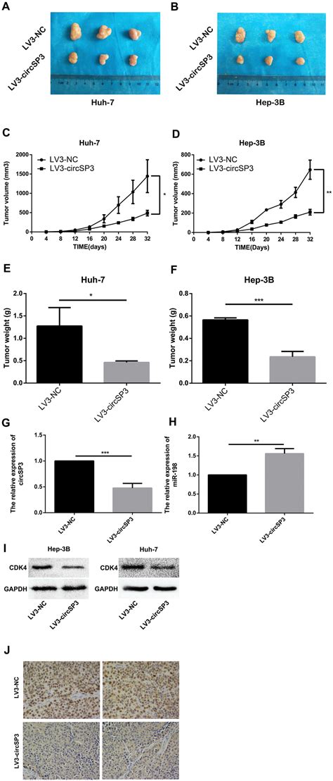 Circular Rna Circsp3 Promotes Hepatocellular Carcinoma Growth By