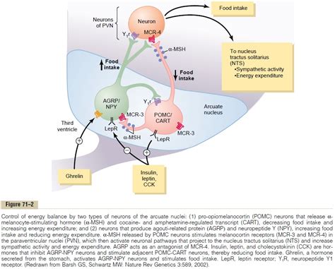 Neural Centers Regulate Food Intake