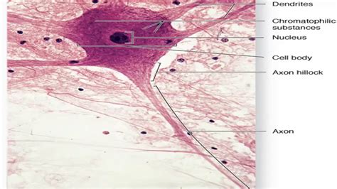 Label The Features Of Nervous Tissue